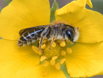 Close-up of a bee pollinating a bright yellow flower