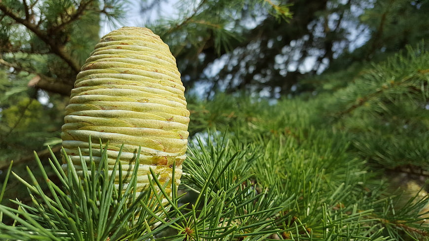 Close-up of a fresh green pine cone on a branch