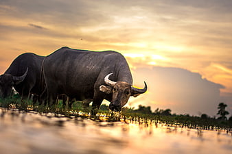 Two water buffaloes grazing in rice paddy at sunset