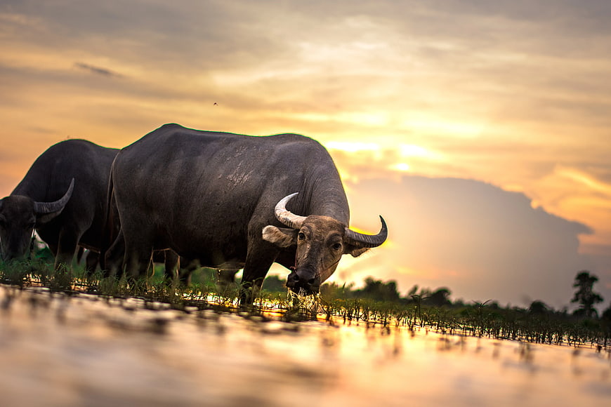 Two water buffaloes grazing in rice paddy at sunset