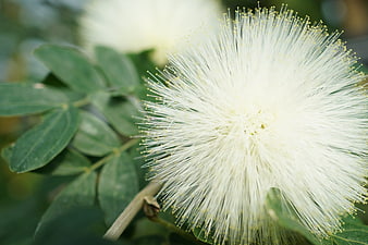 Close-up of fluffy white mimosa flower with green leaves