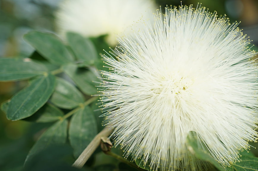 Close-up of fluffy white mimosa flower with green leaves