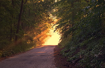 Sunlit Forest Road at Golden Hour