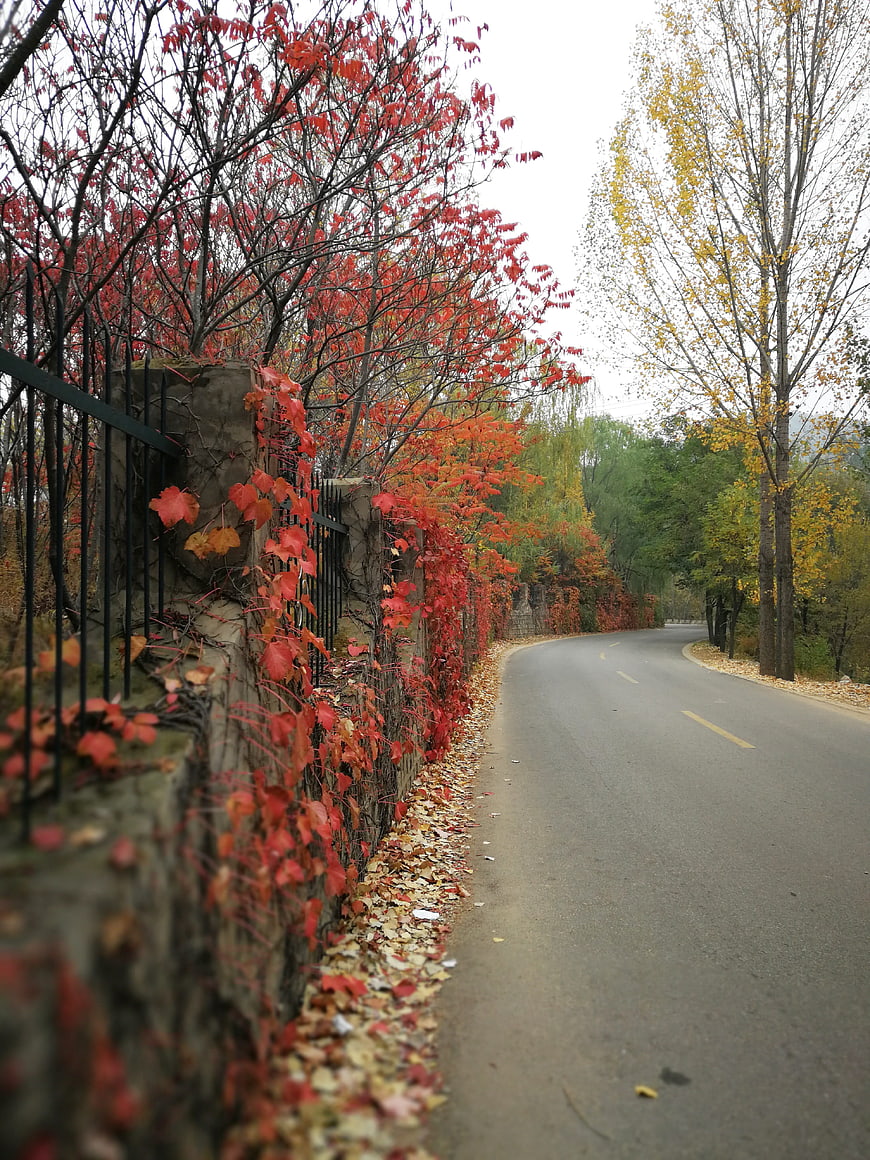 Winding road lined with vibrant red autumn leaves and stone wall