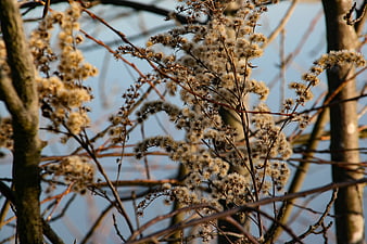 Dried autumn plant seed heads against blue sky