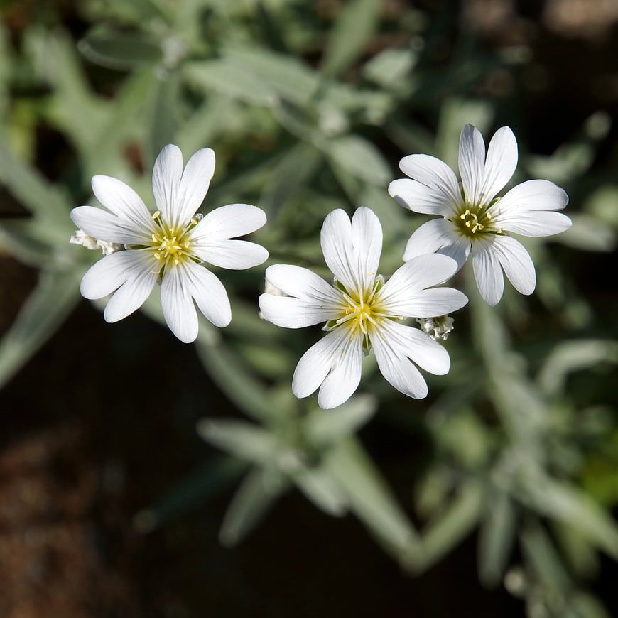 Close-up of three delicate white flowers with yellow centers