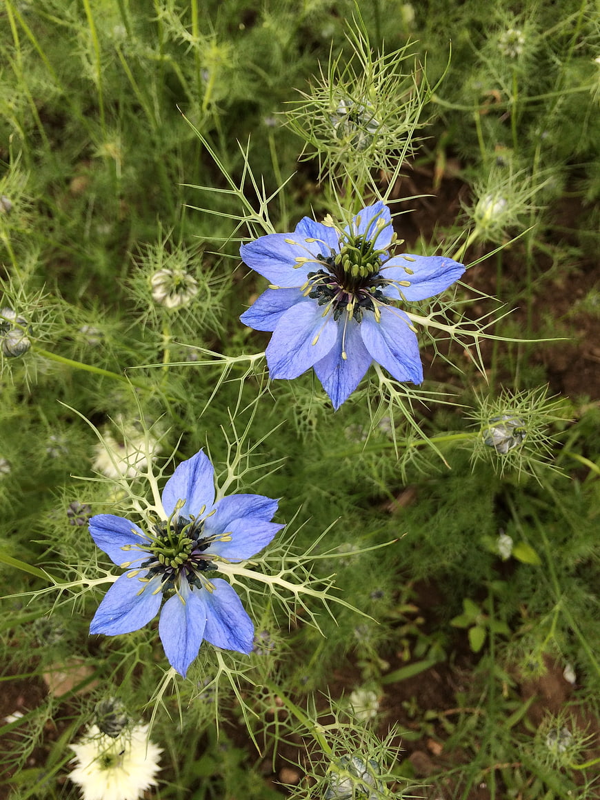 Blue Love-in-a-Mist Flowers in Garden