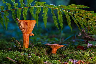 Saffron Milk Cap Mushrooms Growing on Mossy Forest Floor