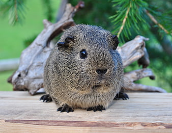 Cute Agouti Guinea Pig on Wooden Surface with Nature Background