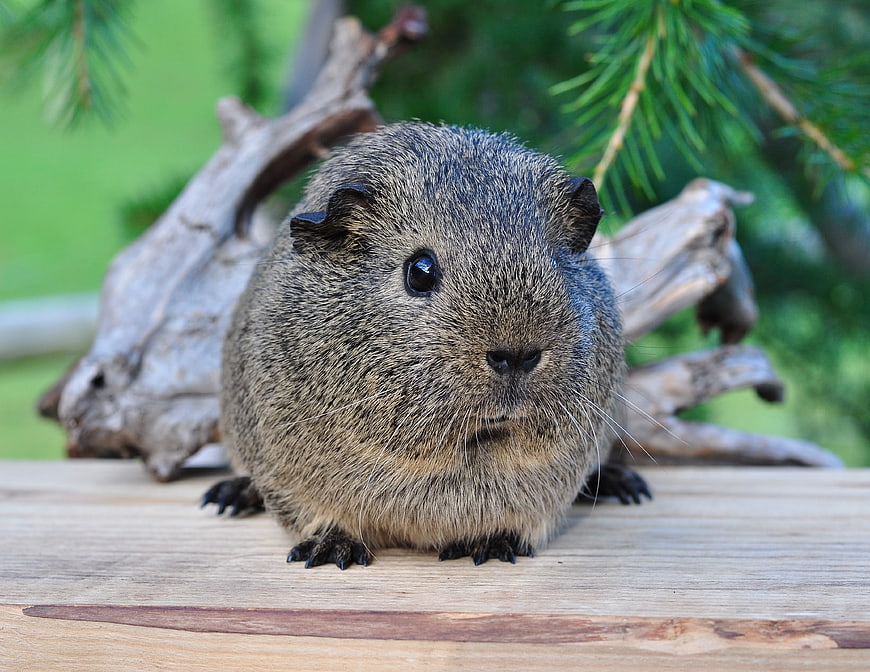 Cute Agouti Guinea Pig on Wooden Surface with Nature Background