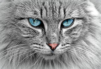 Close-up portrait of a gray cat with striking blue eyes
