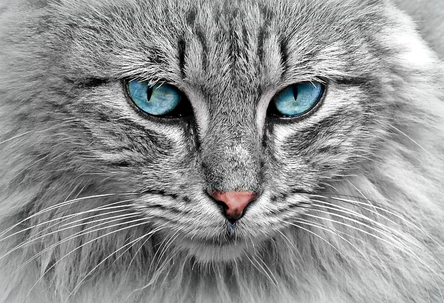 Close-up portrait of a gray cat with striking blue eyes