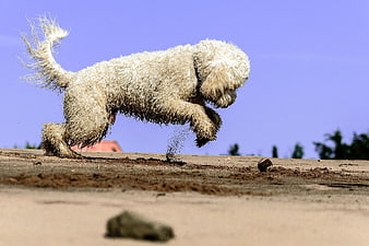Golden Doodle Dog Leaping On Sandy Beach