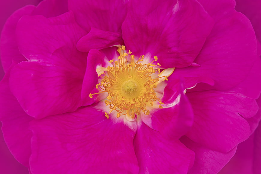 Vibrant Pink Rose Close-Up with Yellow Stamen