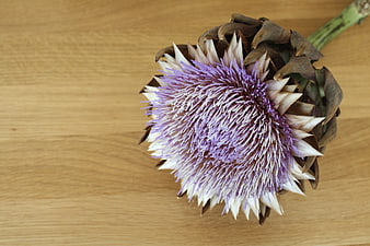 Blooming Artichoke Flower on Wooden Surface