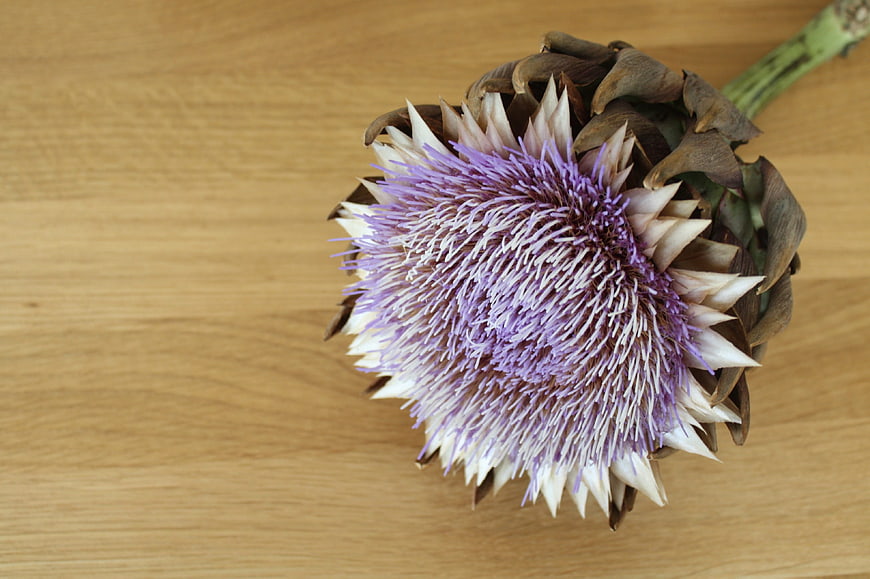 Blooming Artichoke Flower on Wooden Surface