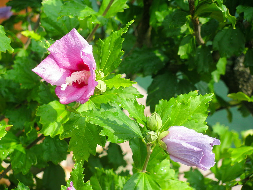 Pink Hibiscus Flower with Water Droplets on Green Leaves