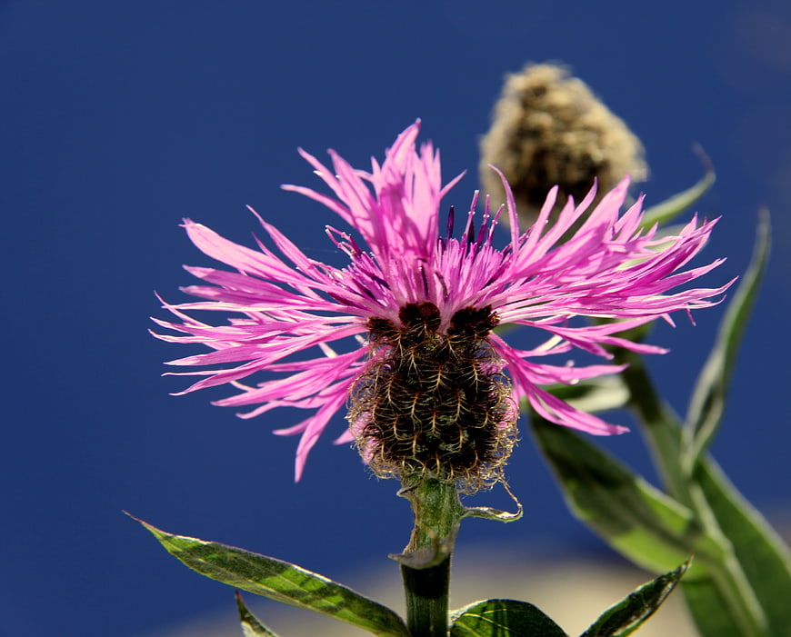 Vibrant Pink Wildflower Close-Up Against Deep Blue Sky