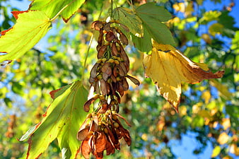 Autumn maple seeds and leaves against a bright blue sky