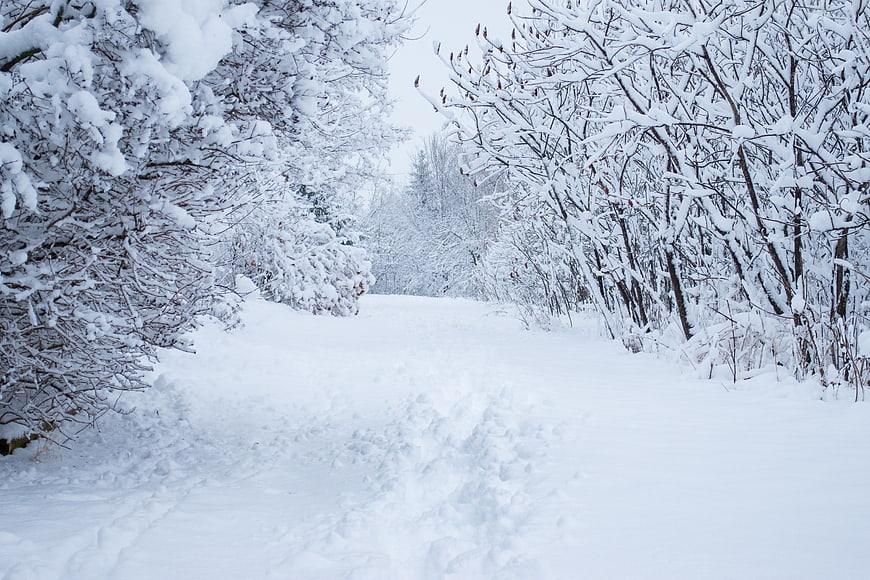 Snowy Winter Path Through Frozen Forest Trees
