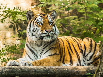 Majestic Tiger Resting On Log In Natural Green Habitat
