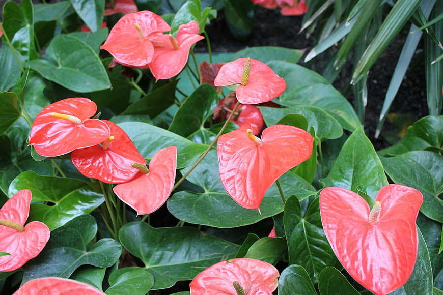 Vibrant Red Anthurium Flowers with Glossy Green Leaves