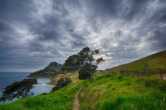 Dramatic Coastal Pathway with Lone Tree and Cloudy Sky