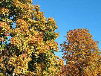 Vibrant Autumn Trees with Yellow and Orange Leaves Against Blue Sky
