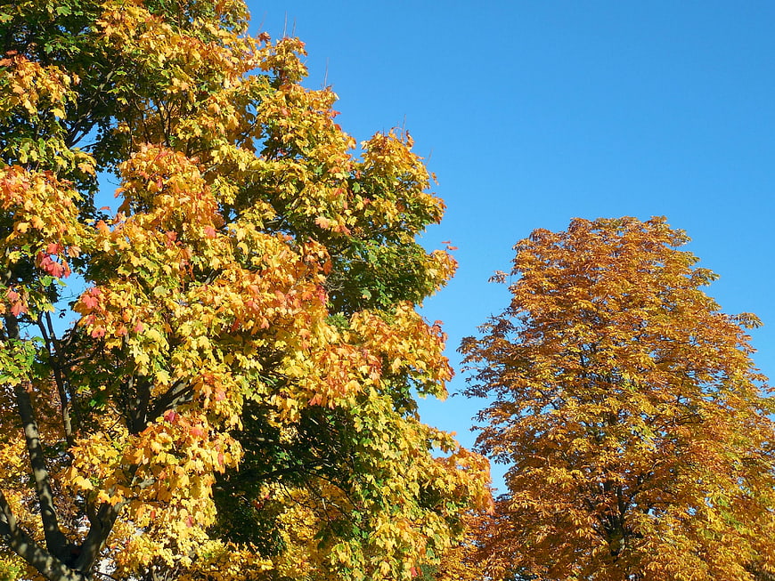 Vibrant Autumn Trees with Yellow and Orange Leaves Against Blue Sky