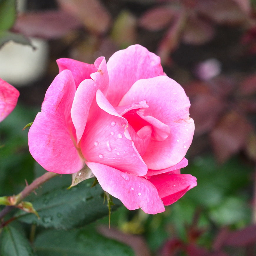 Close-up of a vibrant pink rose with water droplets