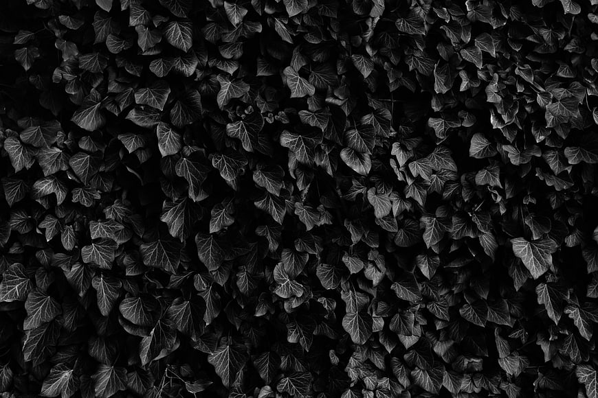 Black and white ivy leaves texture background