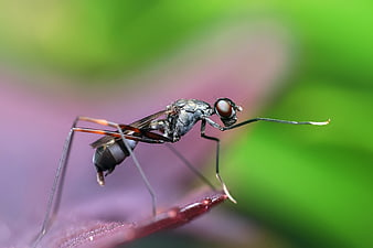 Macro photography of a black fly on a purple leaf