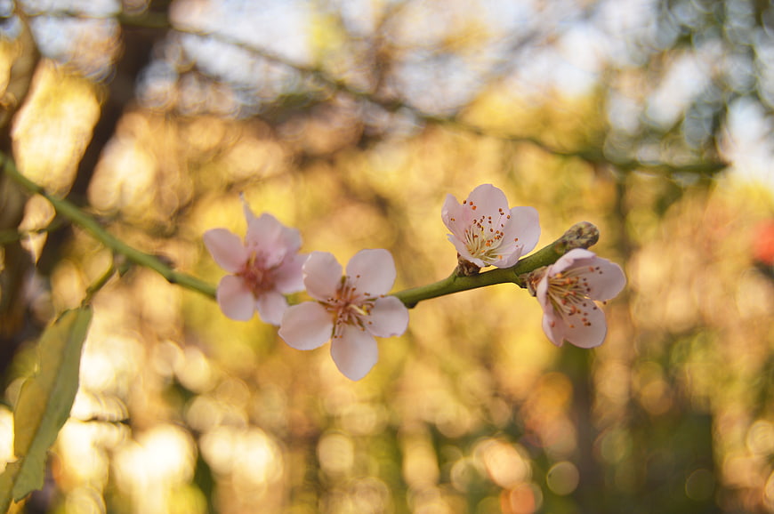 Pink Blossoms on Branch with Golden Bokeh Background