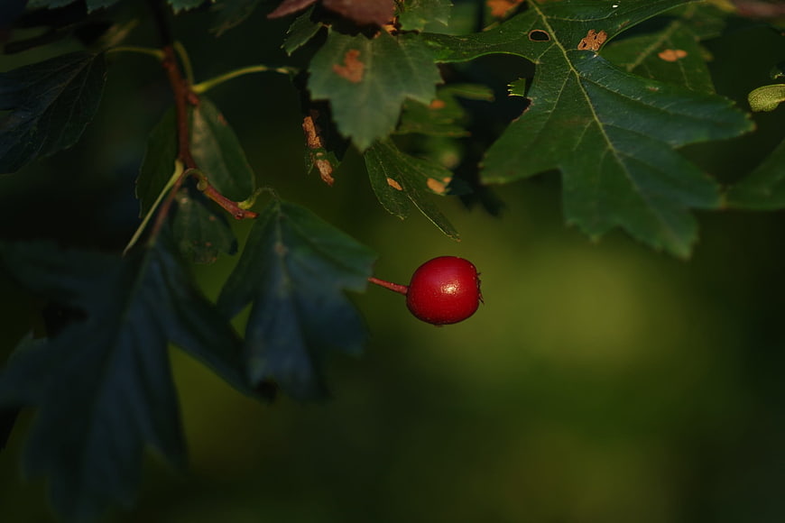 Single red berry hanging from green leafy branch