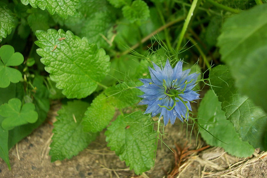 Blue Nigella flower blooming in lush green garden foliage