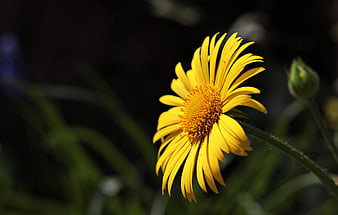 Close-up of a vibrant yellow marguerite daisy in sunlight