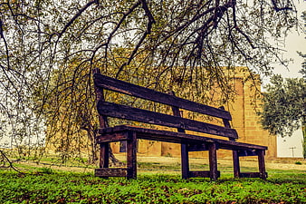 Rustic Wooden Bench Under Tree in Autumn Park