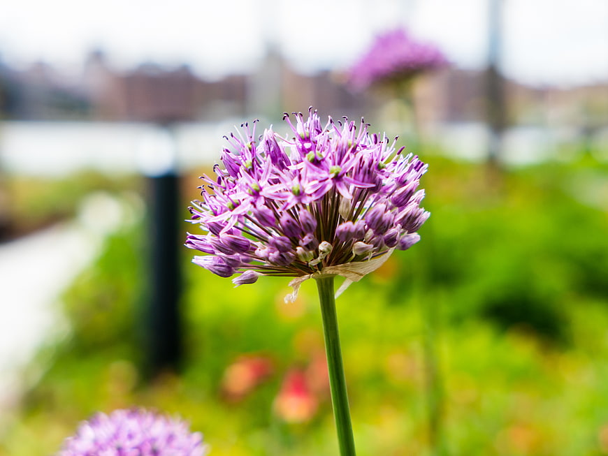 Close-up of purple allium flower in garden