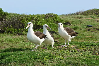 Three Black-browed Albatrosses Standing on Grassy Hillside