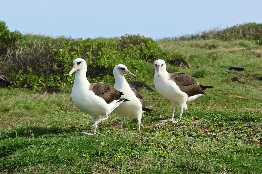 Three Black-browed Albatrosses Standing on Grassy Hillside