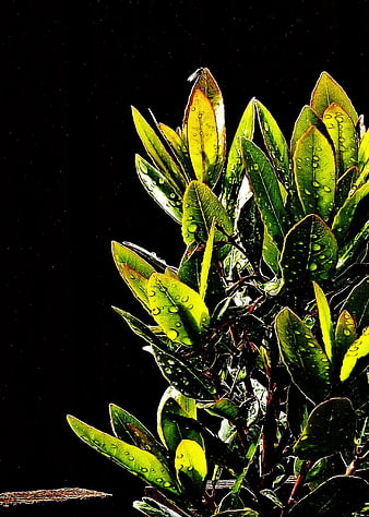 Vibrant Green Leaves with Water Droplets on Black Background