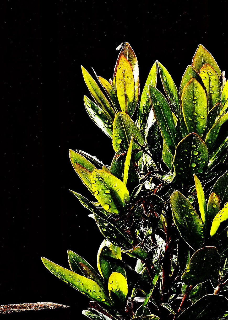 Vibrant Green Leaves with Water Droplets on Black Background
