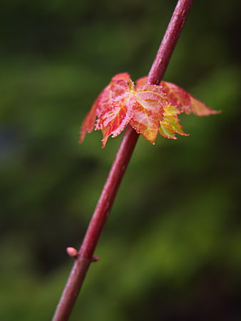 Close-up of red maple bud on branch with green bokeh