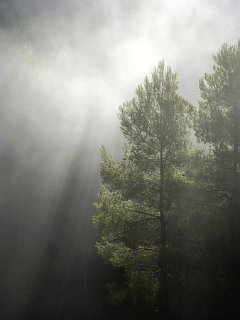Sun rays piercing through misty pine forest trees