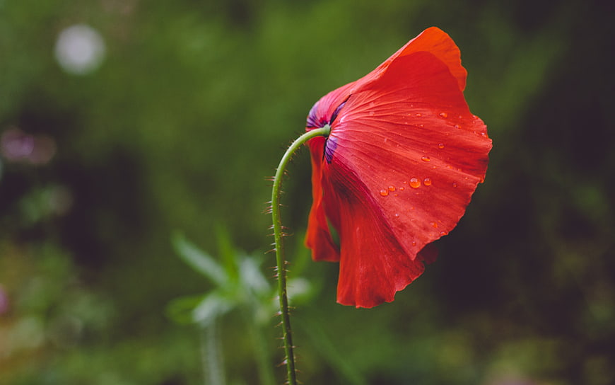 Close-up of a red poppy flower with raindrops on petals