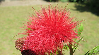 Vibrant Red Powderpuff Flower Close-Up