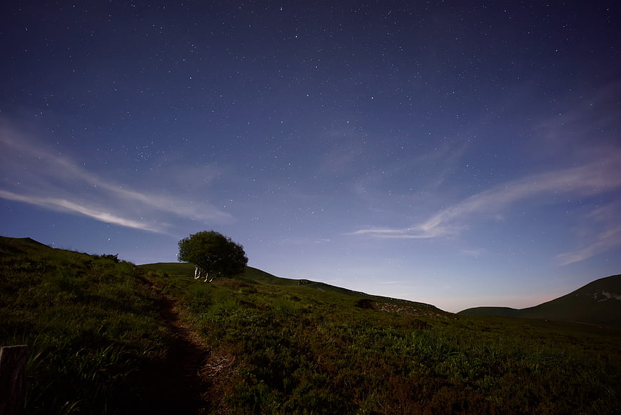 Solitary tree on grassy hill under starry night sky