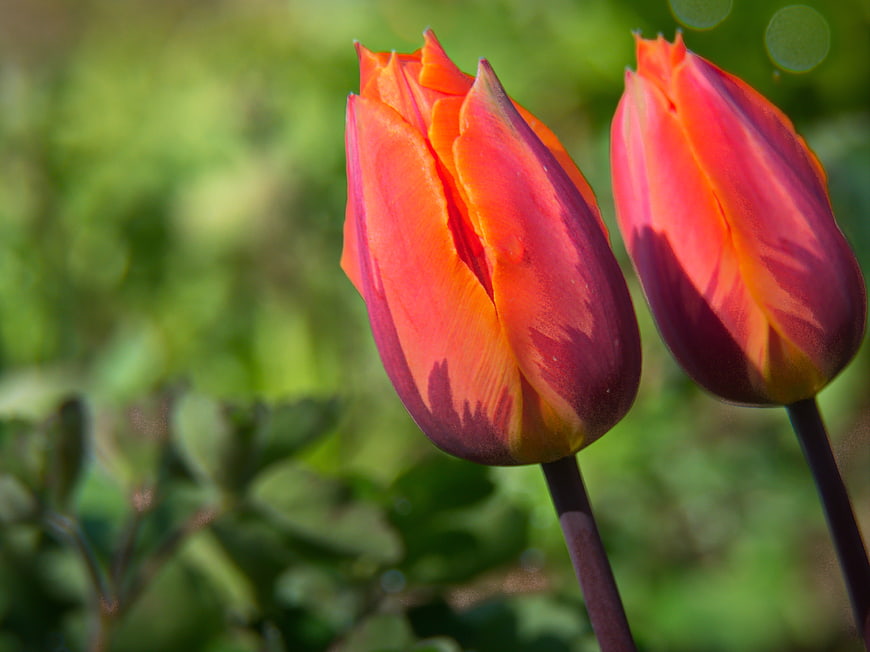 Close-up of vibrant orange and red tulips in spring garden