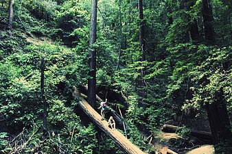 Hikers on fallen redwood log in lush green forest
