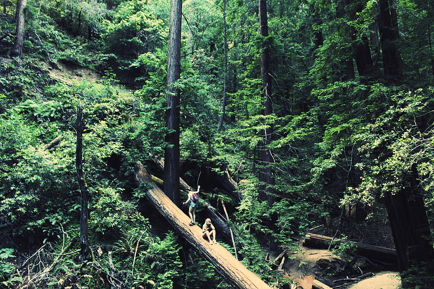 Hikers on fallen redwood log in lush green forest